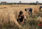 लॉकडाउन से किसान भारी संकट में, गेंहू की फसल काटने को नहीं मिल रहे मजदूर, किसान नेताओं ने चेताया है कि समस्याओं को समय रहते नहीं सुलझाया गया तो बीमारी से ज्यादा भुखमरी से मौतें होंगी।