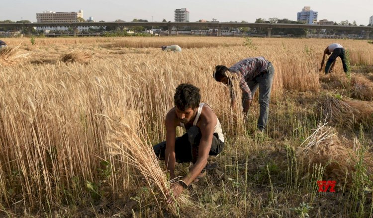 लॉकडाउन से किसान भारी संकट में, गेंहू की फसल काटने को नहीं मिल रहे मजदूर, किसान नेताओं ने चेताया है कि समस्याओं को समय रहते नहीं सुलझाया गया तो बीमारी से ज्यादा भुखमरी से मौतें होंगी।